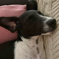 Crumble, mâle croisé berger, né le 26/06/2025 🐶, chien à adopter