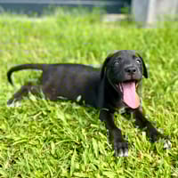 Bali, femelle X berger, née le 08/08/2025, chienne à adopter