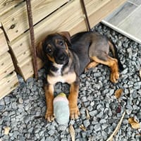 Atila, femelle croisée berger malinois, née le 10/08/2025🐶, chienne à adopter