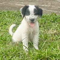 Ascot, mâle croisé berger, né le 10/08/2025 🐶, chien à adopter