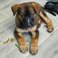 Aribo, mâle croisé berger malinois, né le 10/08/2025 🐶, chien à adopter