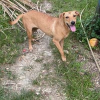 Twistie, chienne à adopter