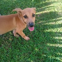 Storm, chien à adopter