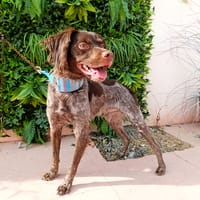 HORNET, chien à adopter