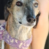 ARMANI, chien à adopter