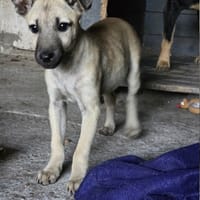 Vulca, chienne à adopter