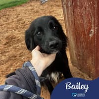 Bailey, female dog to adopt