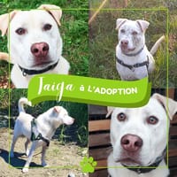 TAIGA, chienne à adopter