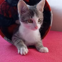 BASIL, chat à adopter