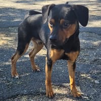 ARCHIMEDE, chien à adopter