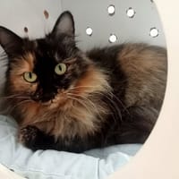 BELLA, chatte à adopter