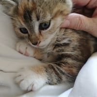ARIETTE, chatte à adopter