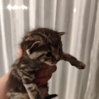 CHARLIE, chat à adopter