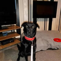 Bonnie, female dog to adopt
