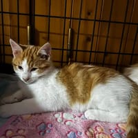 AMANDINE, chatte à adopter