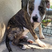 ALDO, chien à adopter