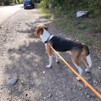 ARTHUS, chien à adopter