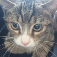 WHISPER, chat à adopter