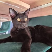 Aioli, chatte à adopter