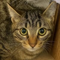 COMETE, chat à adopter