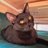 Aloe, chatte à adopter
