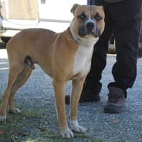 VICO, chien à adopter