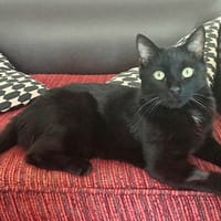 Dark, chat à adopter