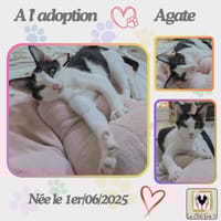 Agate, chatte à adopter