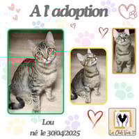 Lou, chat à adopter