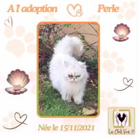 Perle, chatte à adopter