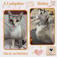 Sixtine, chatte à adopter