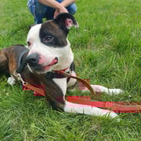 Newton, pies do adopcji