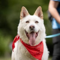 Hunter, pies do adopcji