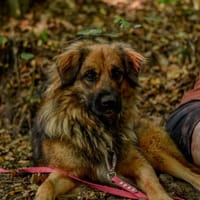 Kefir, pies do adopcji