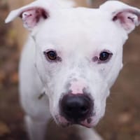 Nico, pies do adopcji