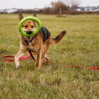 Brik, pies do adopcji