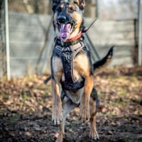 Kazan, pies do adopcji