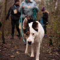 Dunder, pies do adopcji