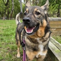 Szarik, pies do adopcji