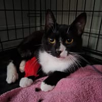 Bugs, kot do adopcji