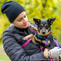 Milo, pies do adopcji