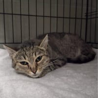 Iskra, kotka do adopcji