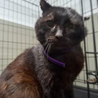 Hiko, kot do adopcji