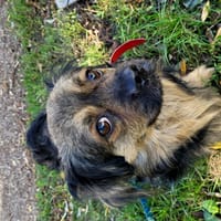 Seler, pies do adopcji