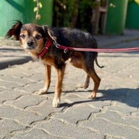 Amik, pies do adopcji