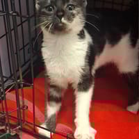 Zendaya, kotka do adopcji