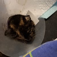 Borówka, kotka do adopcji