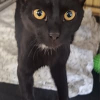 Obsydian, kot do adopcji