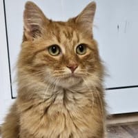 ALFI - zutraulich, ruhig und verschmust!, Kater zur Adoption