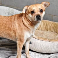 Resisucht ihre Menschen 🐾💖, Hündin zur Adoption